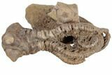 Fossil Crinoid (Jimbacrinus) - Gascoyne Junction, Australia #188633-3